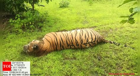 Claws out: Tiger deaths in Madhya Pradesh spark poaching concerns ...