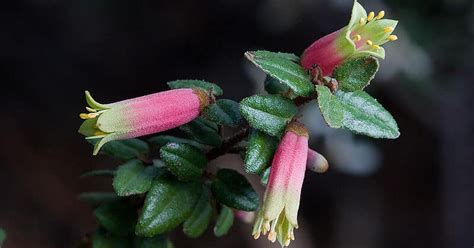 Native Australian Flowers: Beautify Your Garden with Unique Blooms