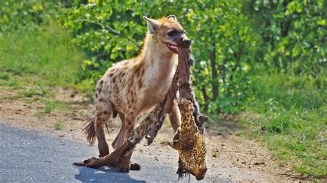 Hyenas Sightings - Latest Sightings