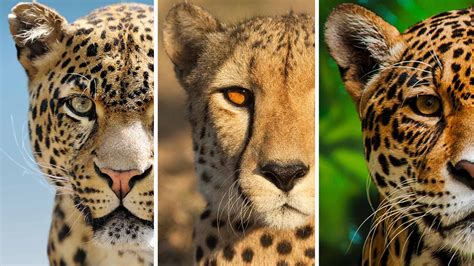 Differences Between Leopards, Jaguars, and Cheetahs: A Comparative ...