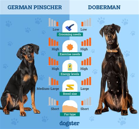 German Pinscher vs Doberman: The Differences (With Pictures) – Dogster