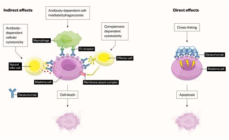 Monoclonal antibodies for the treatment of multiple myeloma - The Pharmaceutical Journal