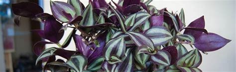PlantaZee Live Air Purifying Wandering Jew Plant in Pot – Decorative ...