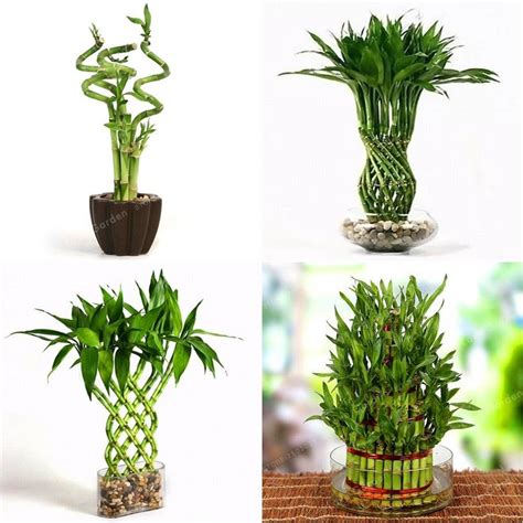 Image result for Bambu Da Sorte