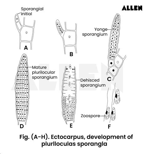 Ectocarpus Labeled