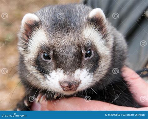 Ferret Lat. Mustela Mammal of the Family of Weasels, Predator, Close-up. Stock Image - Image of ...