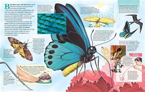 Butterflies Have Scales at Madeleine Seitz blog