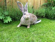 Image result for Big Bunny Plush