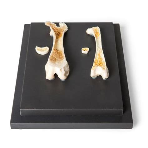 Structure of a Bird and a Mammal Bone, Specimen - 1021045 - T30053 ...