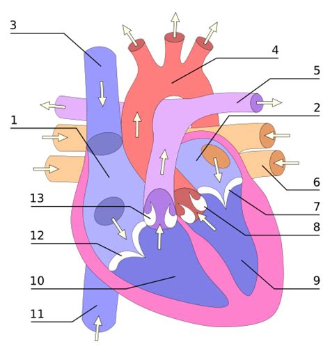 Heart Structure Tutorial 的图像结果