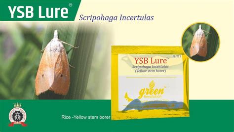 YSB LURE WITH PHEROMON TRAP-SCRIPOHAGA INCERTULAS(GREEN REVOLUTION ...