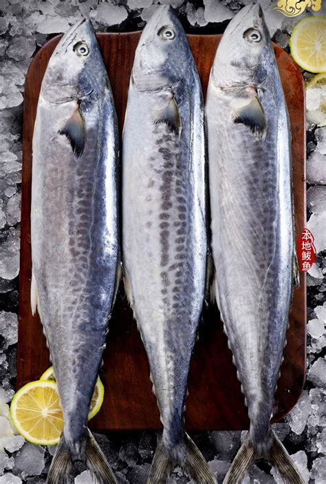 威海鱼种类名称及图片,威海常见的海鱼图片,鱼名称及图片观赏鱼_大山谷图库