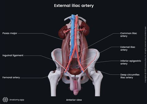 Iliac Arteries