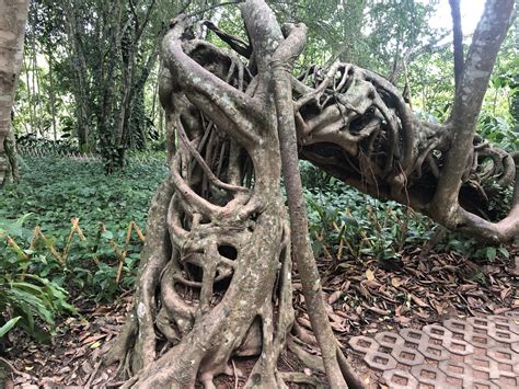 中科院西双版纳热带植物园，夏日灿烂星河萤火之旅_人们