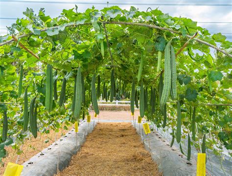 From Garden to Bath: How to Grow Your Own Loofah