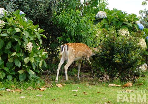 Do Deer Eat Lavender
