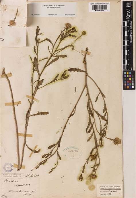 Pluchea dentex R.Br. ex Benth. | Plants of the World Online | Kew Science