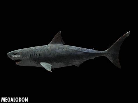 巨齿鲨还没灭绝？2013年在南非海域，有人目睹了最后一条_视频