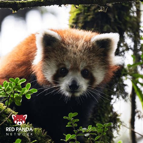 Red Panda Network on LinkedIn: #funfactfriday #conservation # ...