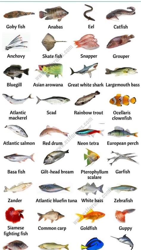 Image result for Fish Shell Argparse Examples
