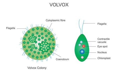 Volvox colony, volvox,Polyphyletic genus of chlorophyte green algae, volvocaceae family, habitat ...