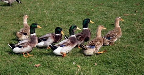 What is a Group of Ducks Called? - A-Z Animals