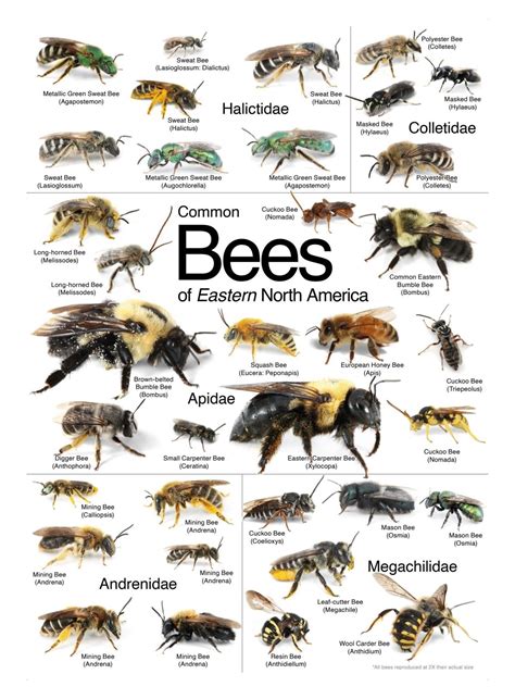 Identifying Bees Nevada Bee Identification Guide | Nevada Bugs And