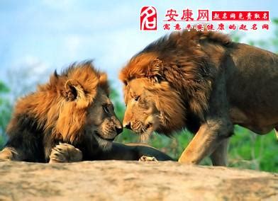 狮子与什么属相相克,什么人不能摆放石狮子,怎样化解邻居家的狮子_大山谷图库