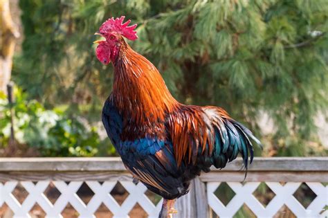 When Do Roosters Start Crowing? - Daily Chickens