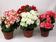 begonie in vaso begonia vaso 13 vari colori flowers bl begonie in vaso begonia vaso 13 vari colori flowers bl