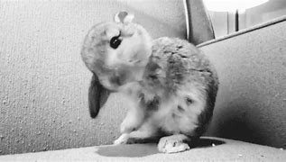 Image result for Super Cute Baby Bunny