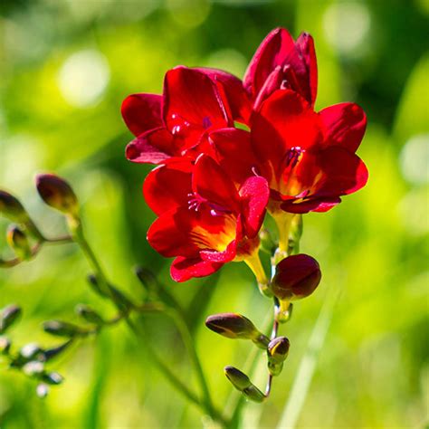 Buy 5-Pack Freesia Red Bulbs | AllThatGrows | Free Shipping | COD Available