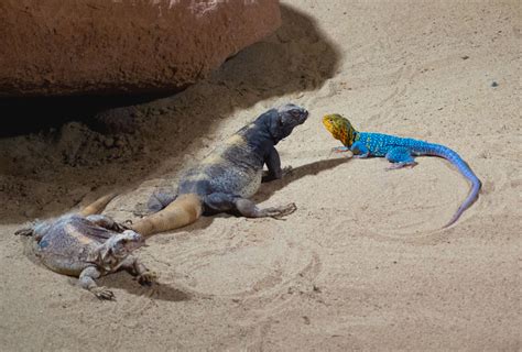 Desert Lizards | Copyright-free photo (by M. Vorel) | LibreShot