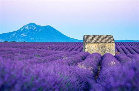 Best Lavender Fields of Provence, France - 2025 Guide!