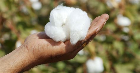 Cotton crop expected to grow by more than twice - Profit by Pakistan Today