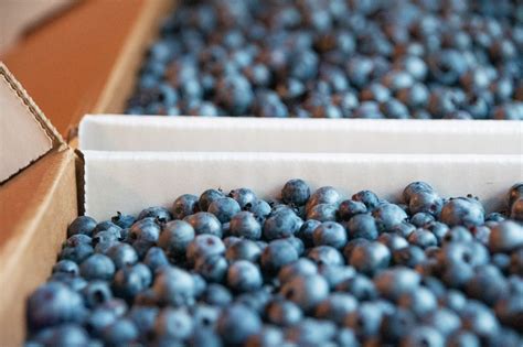Organic Hand-Raked Wild Blueberries (Frozen) - 2.5 LB. Box - Josh Pond