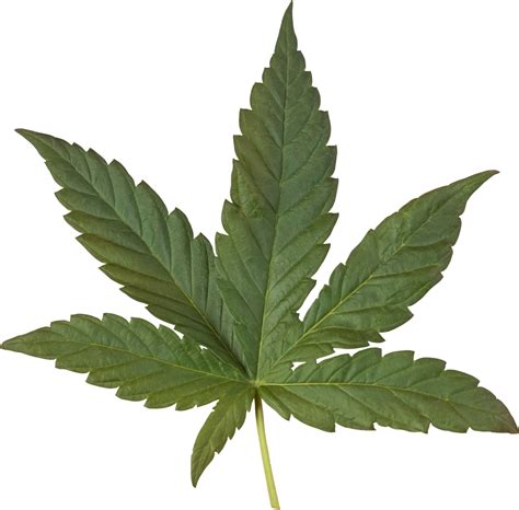 cannabis, hemp leaf cut out on transparent background. 21125941 PNG
