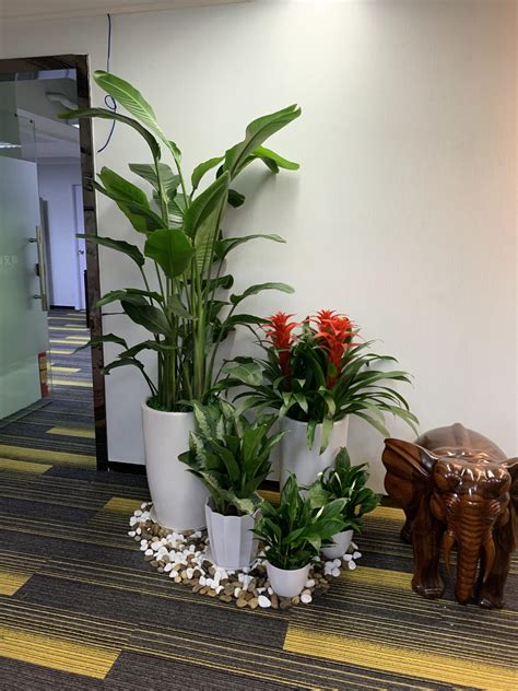 湛江地区室内办公绿化植物养护常识-重庆森海园花卉有限公司