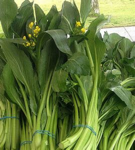 justcooking.in - Food Dictionary - Greens - Yu Choy