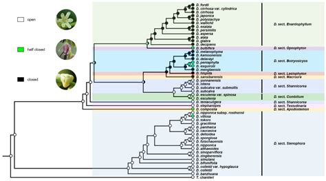 Evolution of Reproductive Traits and Implications for Adaptation and Diversification in the Yam ...