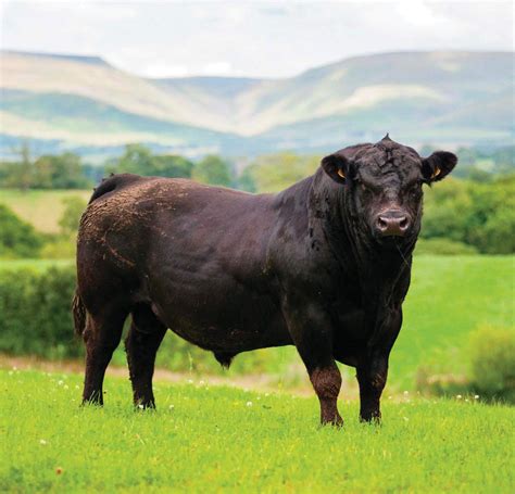 Native breeds: Aberdeen Angus | Country Life UK - lifestyle - Read this ...