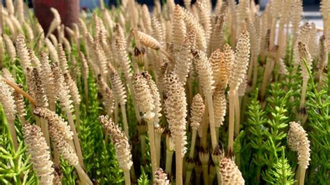 Horsetail Plants: What Should You Know? – Ugaoo