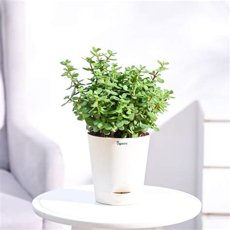 Ugaoo Good Luck Jade Plant with Self Watering Pot (Medium) : Amazon.in ...