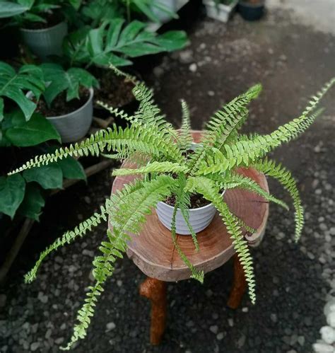 10 examples of non-flowering plants and how they reproduce - Tuko.co.ke