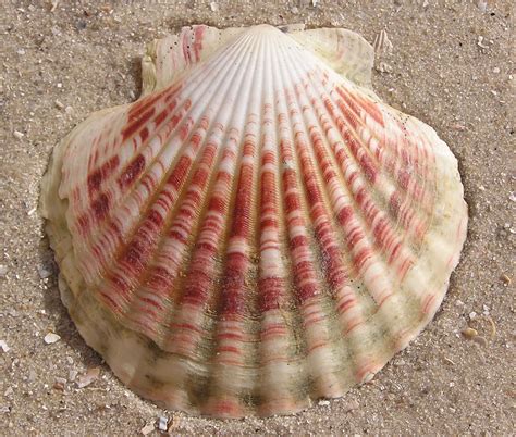 Phylum Mollusca Mussels