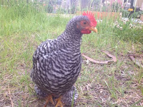 Barred Rock Cochin Bantam Rooster