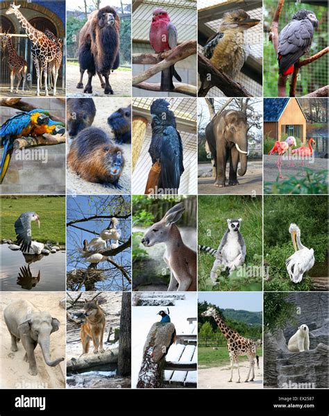 Animals Collage