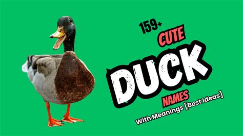 159+ Cute Duck Names With Meanings [Best Ideas] - Namesbranch.com