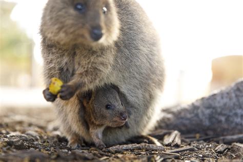 Rottnest Island | Where To See Quokkas On Rottnest Island