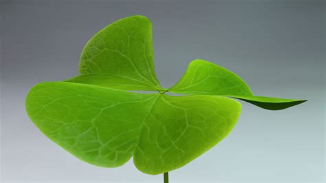 Image result for Clover Modelling